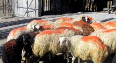 توزیع ۲۵۰ بسته معیشتی و قربانی کردن ۱۳ رأس گوسفند برای نیازمندان