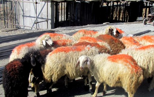 توزیع ۲۵۰ بسته معیشتی و قربانی کردن ۱۳ رأس گوسفند برای نیازمندان