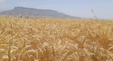 رفع موانع تولیدات کشاورزی با کمک نیروهای جهادی